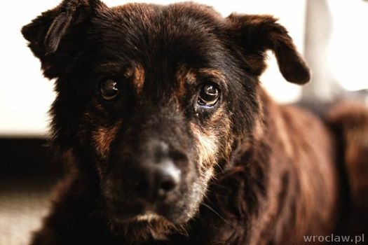 Zostawiony na pewną śmierć