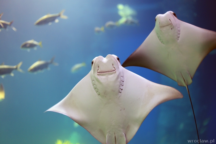 Powitają 100 tys. gościa Afrykarium