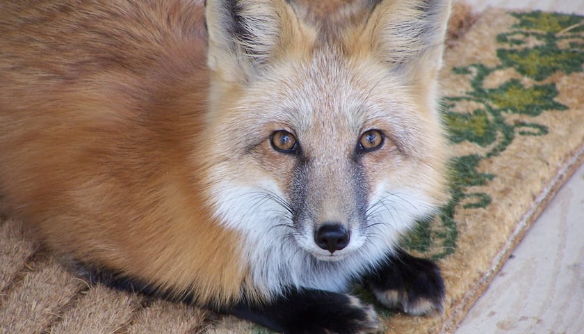 Safari we Wrocławiu