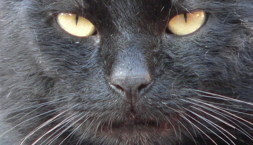 Światowy dzień czarnego kota