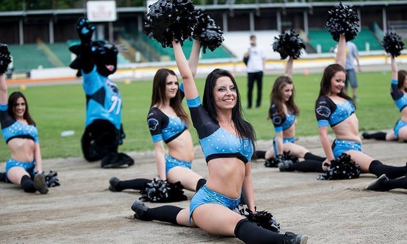 Zostań wrocławskim dzikim kotem