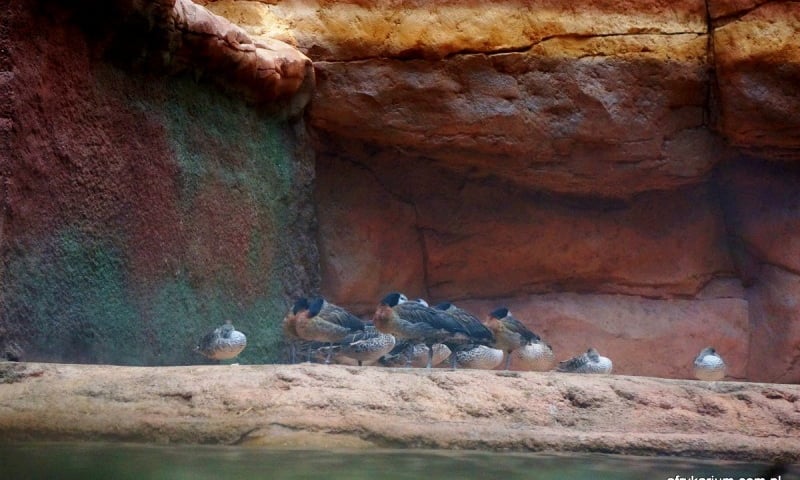 Pierwsze ptaki w Afrykarium