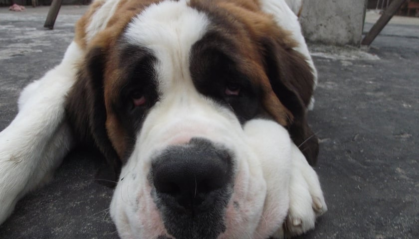 Mruczek i Reksio na terapii