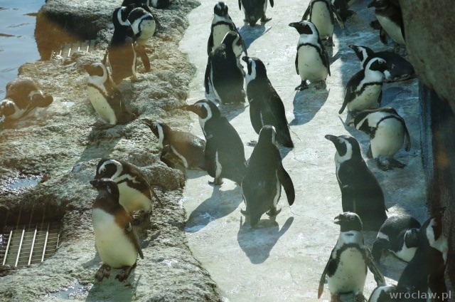 Makrele dla rekinów, sałata dla manata