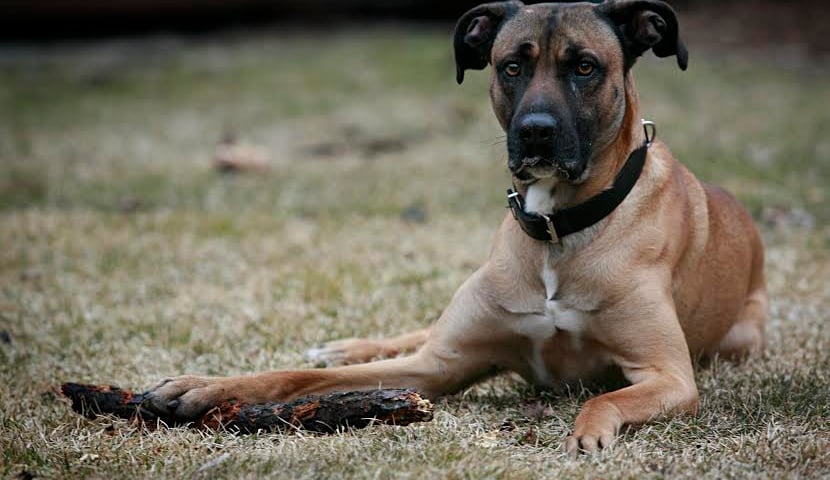 Nowa moda – fotograficzne sesje zwierząt