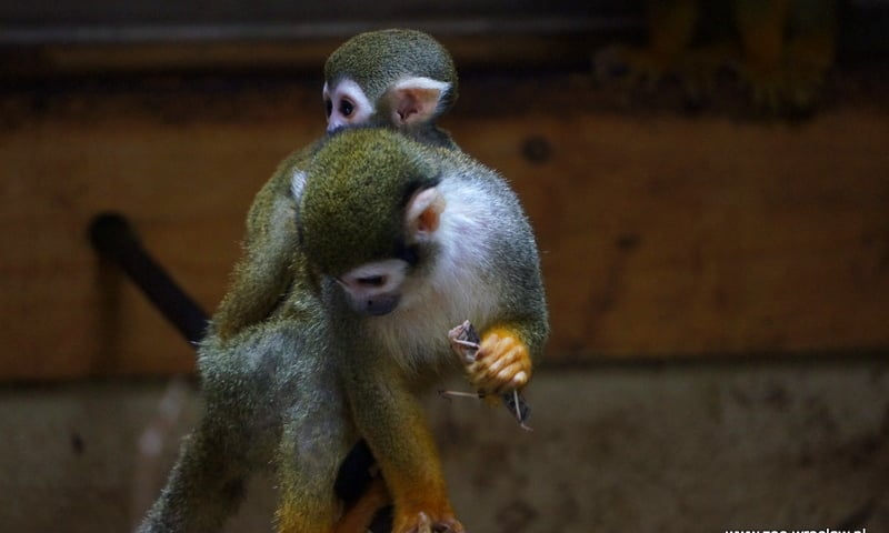 Wiosna jesienią we wrocławskim zoo