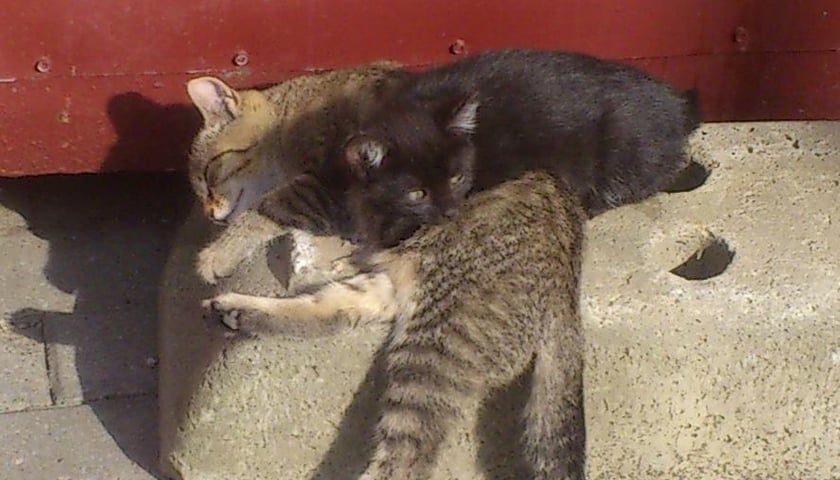 Robotnicy uratowali kociaki