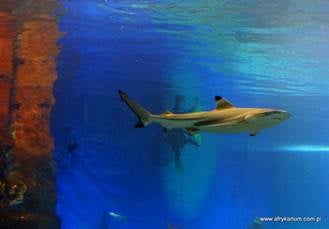 Nowe ryby i ptaki w Afrykarium