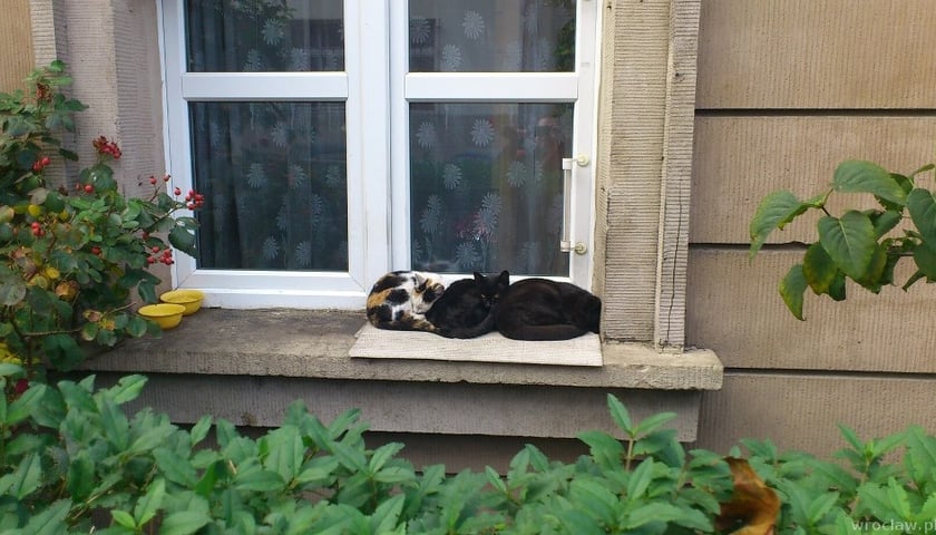 Pomagać? Tak! Ale z głową!