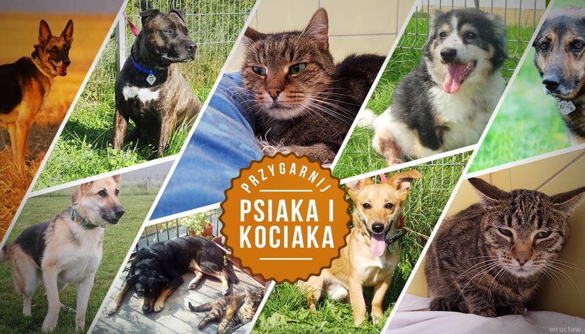 Adoptuj psiaka i kociaka