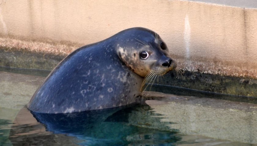 Pierwsza foka we Wrocławiu