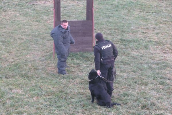 Szkolenie psich policjantów