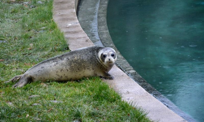 Mamy kolejne foki w zoo! [ZDJĘCIA]