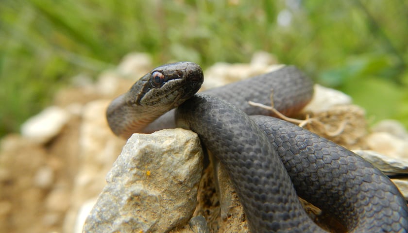 Nagroda dla badaczy płazów i gadów