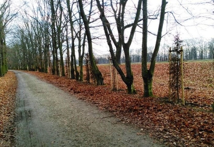 Ponad 2000 nowych drzew w centrum [ZDJĘCIA]