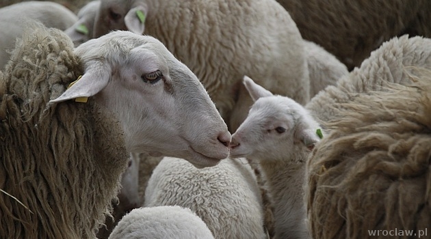 Żywe szopki już od Wigilii