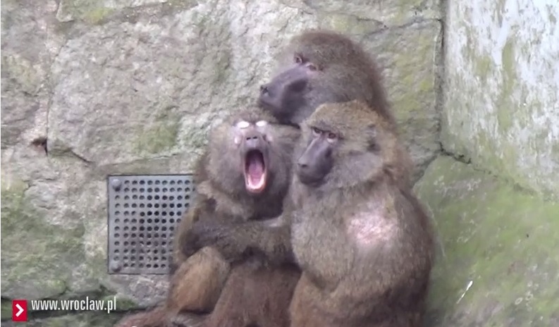 Zwierzęta z wrocławskiego zoo przemówiły! [WIDEO]