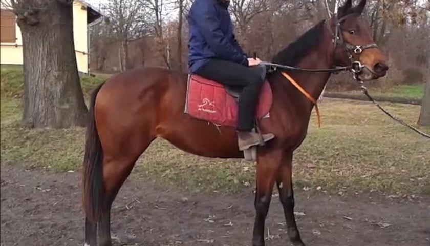 Klacz z rodowodem jak złoto