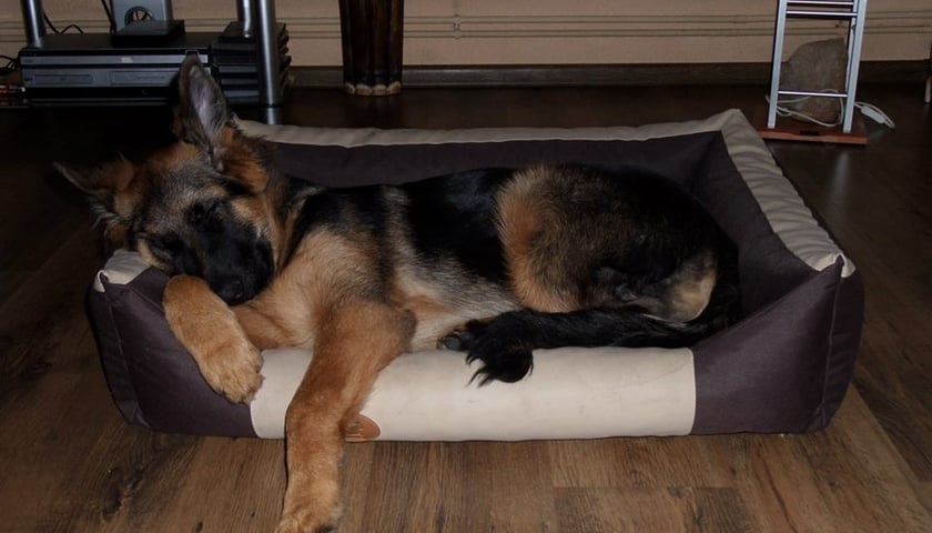 W sylwestra przytul psa