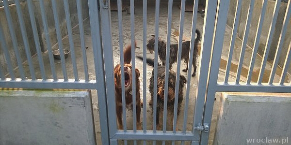 Czworonożne ofiary sylwestrowych fajerwerków