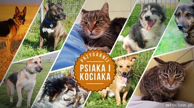 Adoptuj psiaka i kociaka