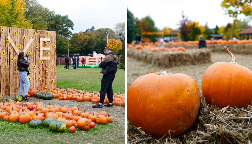 Dyniowa farma we Wrocławiu