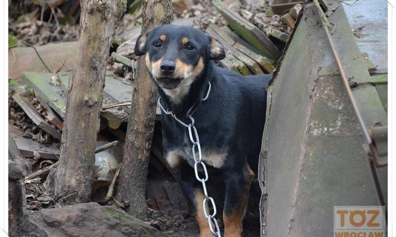 Widzisz cierpiące zwierzaki? Alarmuj!