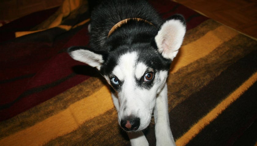 Pomóż odnaleźć Bestię