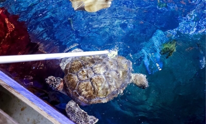 Szczotkowanie żółwia Stefana