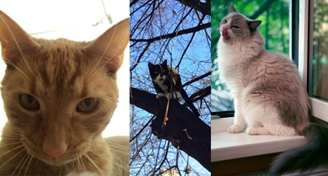 We Wrocławiu koty górą [ZDJĘCIA]