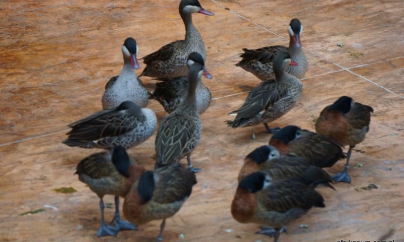 W weekend Zimowe Ptakoliczenie