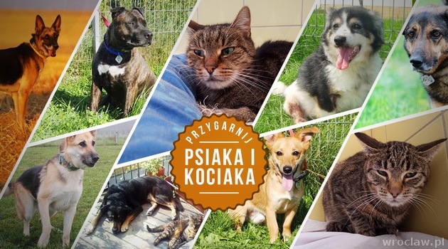 Adoptuj psiaka i kociaka