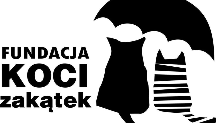 „Koci zakątek” karmi, leczy i pomaga znaleźć dom