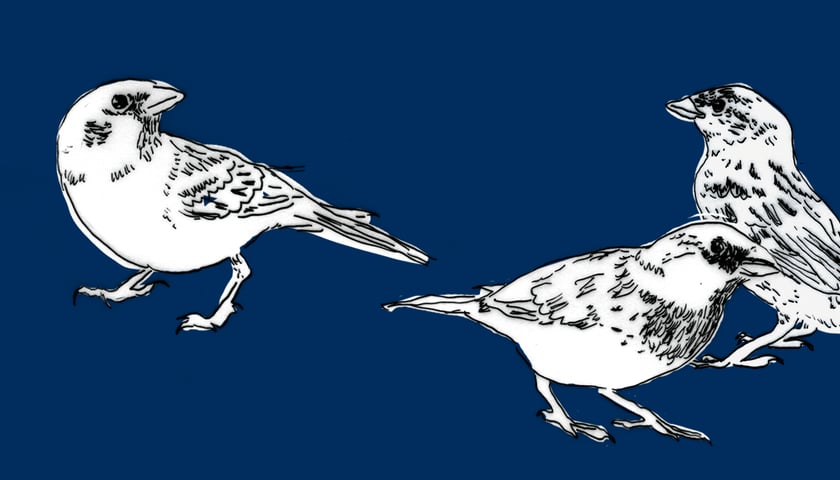 Rysunek przedstawiający trzy białe wróble na atramentowym tle.