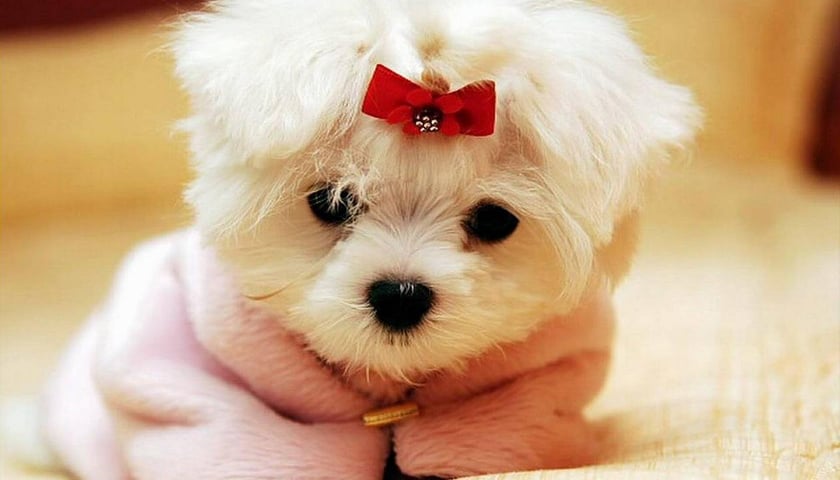 Zrób się na bóstwo, zwierzaku! [ADRESY, CENNIK]