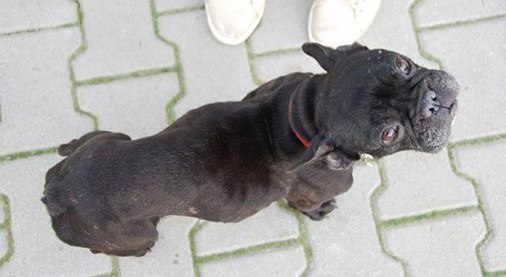 Aktywistka ekologiczna zagłodziła psa