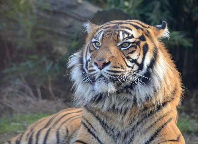 Wrocławskie tygrysy rozdzielone [ZDJĘCIA]