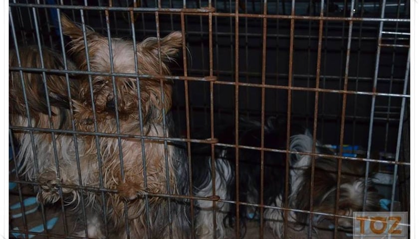 Kolejna fabryka piesków wykryta