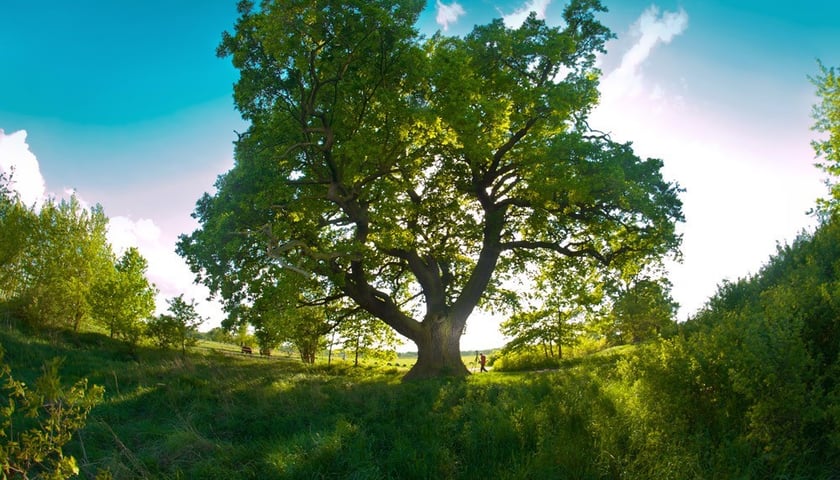 Europejskie Drzewo Roku: głosuj na dąb Słowianin pod Wrocławiem