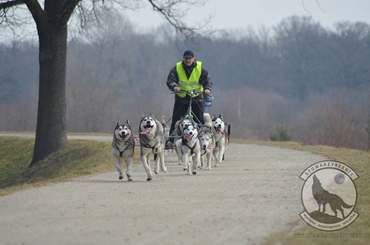 Wilcze „zaprzęgi” biegają po Wrocławiu