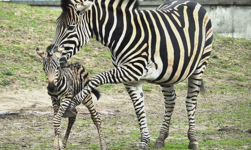 Rekordowy rok we wrocławskim zoo