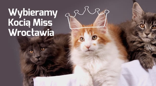 Mamy Kocią Miss
