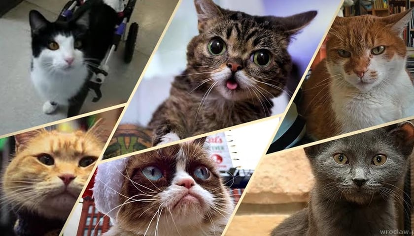 Koty rządzą w sieci