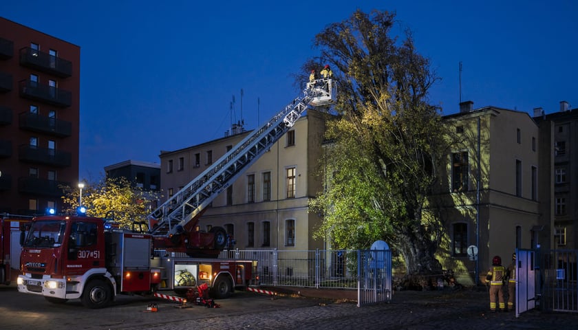 Drzewo powalone przez wichurę przy ulicy Tęczowej 31. Akcja Straży Pożarnej. Wrocław, 30.10.2025