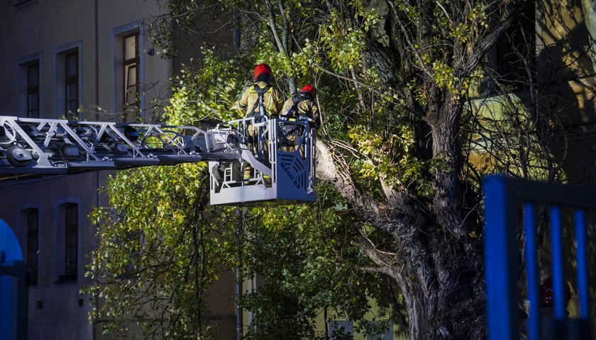 Drzewo powalone przez wichurę przy ulicy Tęczowej 31. Akcja Straży Pożarnej. Wrocław, 30.10.2025