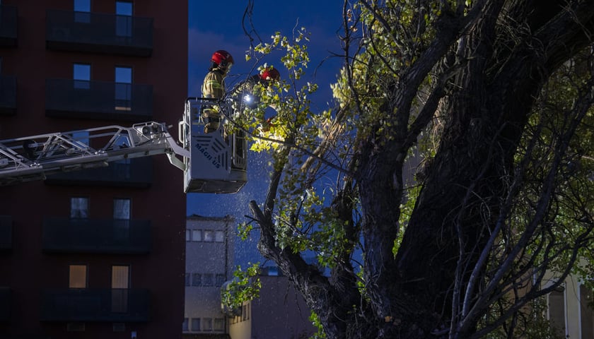 Drzewo powalone przez wichurę przy ulicy Tęczowej 31. Akcja Straży Pożarnej. Wrocław, 30.10.2025
