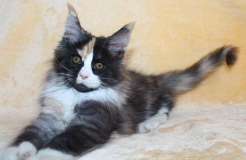 Wybraliście Kocią Miss Wrocławia