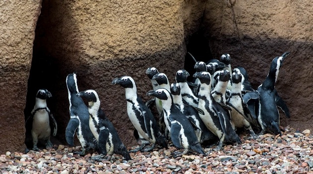 Pierwszy pingwini pisklak wykluł się w zoo [FILM]