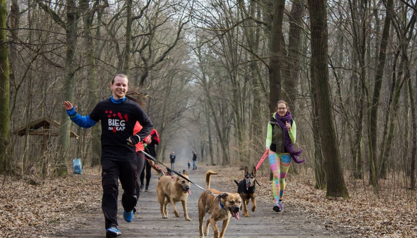 Bezdomne psy w kinie i na spacerze