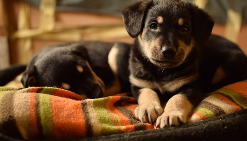 Ekostraż w obronie zwierząt!